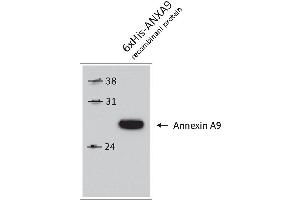 Western Blotting (WB) image for anti-Annexin A9 (ANXA9) antibody (ABIN2703595)