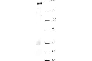 MED1 antibody (pAb) tested by Western blot.
