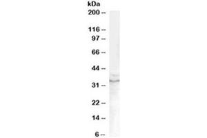 Western blot testing of human prostate lysate with GDF15 antibody at 0. (GDF15 antibody)
