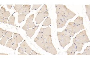 Immunohistochemistry (IHC) image for anti-Phosphorylase, Glycogen, Muscle (PYGM) (AA 11-187) antibody (ABIN7432742)