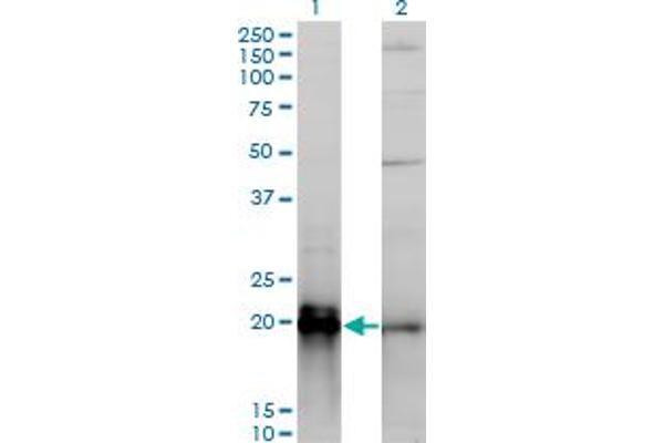 K-RAS antibody  (AA 1-188)
