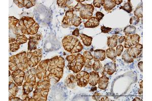 Immunoperoxidase of monoclonal antibody to LLGL2 on formalin-fixed paraffin-embedded human salivary gland. (LLGL2 antibody  (AA 101-199))