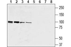 Western blot analysis of human promyelocytic leukemia (HL-60) (lanes 1 and 5), human Burkitt's lymphoma (Raji) B (lanes 2 and 6), mouse macrophage J774 (lanes 3 and 7) and rat basophilic leukemia (RBL) (lanes 4 and 8) cell lysates: - 1-4. (F4/80 antibody  (Extracellular, N-Term))