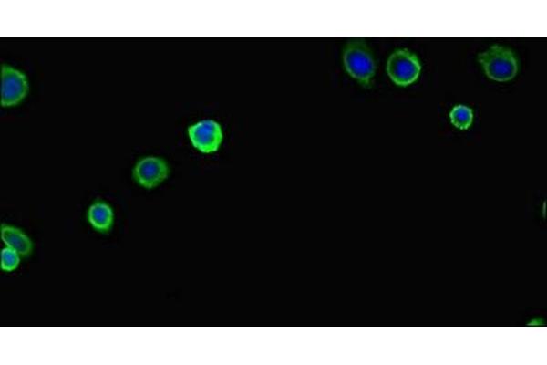 PAN2 antibody  (AA 628-908)