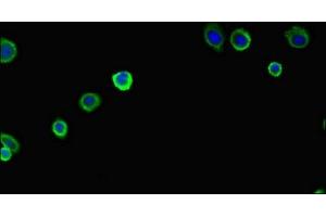 Immunofluorescent analysis of HepG2 cells using ABIN7162471 at dilution of 1:100 and Alexa Fluor 488-congugated AffiniPure Goat Anti-Rabbit IgG(H+L) (PAN2 antibody  (AA 628-908))