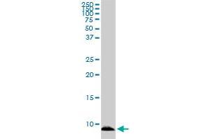 ATOX1 antibody  (AA 1-68)