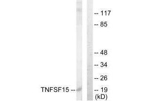 Western blot analysis of extracts from COLO205 cells, using TNFSF15 antibody. (TNFSF15 antibody  (C-Term))