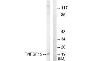 Western blot analysis of extracts from COLO205 cells, using TNFSF15 antibody. (TNFSF15 antibody  (C-Term))