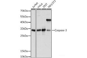 Western blot analysis of extracts of various cell lines using Caspase-3 Polyclonal Antibody at dilution of 1:1000. (Caspase 3 antibody)