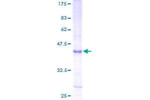 RNASE6 Protein (AA 24-150) (GST tag)