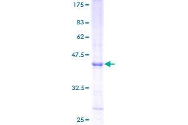 RNASE6 Protein (AA 24-150) (GST tag)