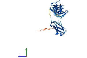 AlphaFold protein structure predicition of Human Recombinant MYBPHL Protein, UniprotID A2RUH7 (MYBPHL Protein (AA 1-354) (His tag))