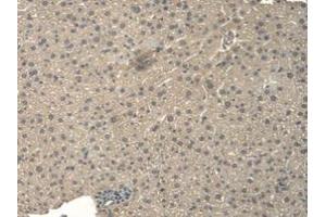 IHC-P analysis of Mouse Liver Tissue, with DAB staining. (BNP antibody  (AA 27-121))