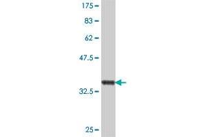 Western Blot detection against Immunogen (37 KDa) . (PTGR1 antibody  (AA 230-328))