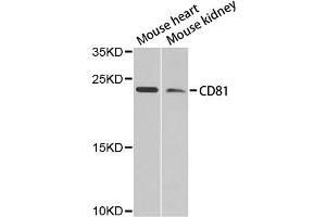 Western blot analysis of extracts of various cell lines, using CD81 antibody (ABIN4903204) at 1:1000 dilution.