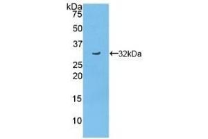 TNIP2 antibody  (AA 170-413)