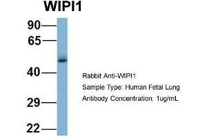 Host: Rabbit  Target Name: WIPI1  Sample Tissue: Human Fetal Lung  Antibody Dilution: 1. (WIPI1 antibody  (Middle Region))