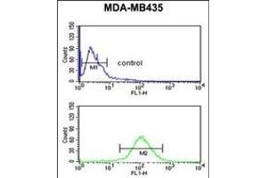 NARFL Antibody (Center) (ABIN653781 and ABIN2843068) flow cytometric analysis of MDA-M cells (bottom histogram) compared to a negative control cell (top histogram). (NARFL antibody  (AA 240-269))