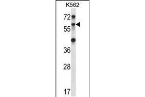 Western blot analysis in K562 cell line lysates (35ug/lane). (TRIM27 antibody  (C-Term))