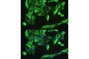 Immunofluorescence analysis of U2OS cells using BMP2 antibody. (BMP2 antibody  (AA 283-396))