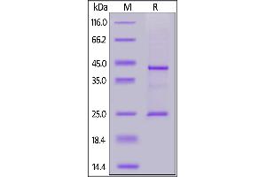 Biotinylated Human CD20 Full Length, His,Avitag on  under reducing (R) condition. (CD20 Protein (AA 1-297) (His tag,AVI tag,Biotin))