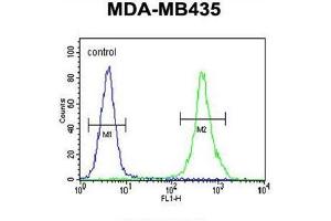 ZEB2 Antibody (C-term) flow cytometric analysis of MDA-MB435 cells (right histogram) compared to a negative control cell (left histogram).