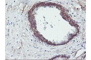 Image no. 7 for anti-Neuroplastin (NPTN) antibody (ABIN1499811)