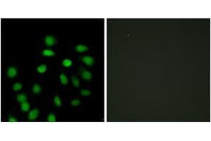 Immunofluorescence analysis of HepG2 cells, using SCAND1 Antibody. (SCAND1 antibody  (AA 61-110))