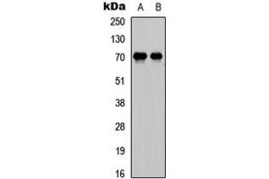 Western blot analysis of E2F1 expression in MCF7 (A), A549 (B) whole cell lysates.