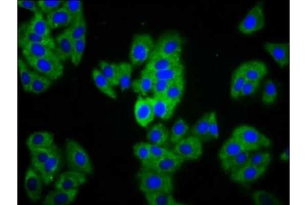 MAGI1 antibody  (AA 1234-1367)