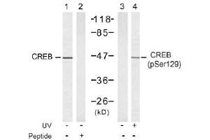 Image no. 2 for anti-cAMP Responsive Element Binding Protein 1 (CREB1) (Ser129) antibody (ABIN197535) (CREB1 antibody  (Ser129))