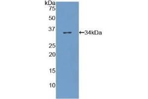 COL7 anticorps  (AA 190-472)