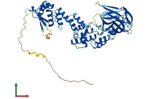 AlphaFold protein structure predicition of Human Recombinant BTBD1 Protein, UniprotID Q9H0C5 (BTBD1 Protein (AA 1-482) (His tag))