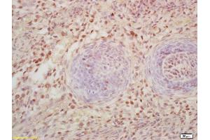Formalin-fixed and paraffin embedded mouse embryo labeled with Rabbit Anti FOXD3 Polyclonal Antibody, Unconjugated (ABIN1387475) at 1:200 followed by conjugation to the secondary antibody and DAB staining (FOXD3 antibody  (AA 151-230))