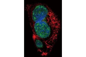 Confocal immunofluorescent analysis of SLUG Antibody (Center) (ABIN6242822 and ABIN6577392) with HepG2 cell followed by Alexa Fluor 488-conjugated goat anti-rabbit lgG (green). (SLUG antibody  (AA 98-129))