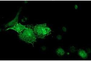 Anti-DTNA mouse monoclonal antibody (ABIN2454048) immunofluorescent staining of COS7 cells transiently transfected by pCMV6-ENTRY DTNA (RC223952). (DTNA antibody)
