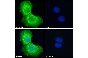 ABIN184586 Immunofluorescence analysis of paraformaldehyde fixed A431 cells, permeabilized with 0. (MAX antibody  (C-Term))