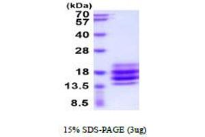 CD90 Protein (THY1) (AA 20-130) (His tag)
