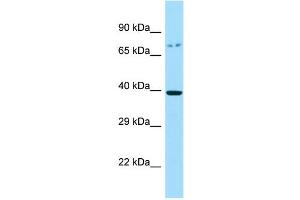 Host: Rabbit Target Name: GPR45 Sample Type: RPMI-8226 Whole Cell lysates Antibody Dilution: 1. (GPR45 antibody  (C-Term))