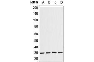 Western blot analysis of COPS7A expression in JAR (A), HeLa (B), Raw264.