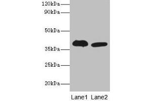 Western blot All lanes: Adh5 antibody at 2 μg/mL Lane 1: Mouse liver tissue Lane 2: Mouse kidney tissue Secondary Goat polyclonal to rabbit IgG at 1/10000 dilution Predicted band size: 40 kDa Observed band size: 40 kDa (ADH5 antibody  (AA 2-374))