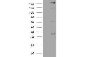 PEG3 antibody  (AA 1-364)