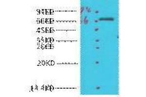Western Blot (WB) analysis of HeLa, diluted at 1:1000.