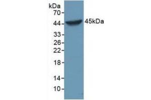Western blot analysis of Human HeLa cells. (Caspase 1 antibody  (AA 120-297))