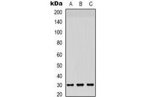 Western blot analysis of CD66c/d expression in HepG2 (A), A549 (B), mouse brain (C) whole cell lysates. (CEACAM3/6 antibody)
