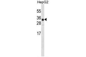 ANR46 Antibody (N-term) western blot analysis in HepG2 cell line lysates (35 µg/lane). (ANKRD46 antibody  (N-Term))