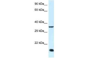 Western Blot showing Klf3 antibody used at a concentration of 1. (KLF3 antibody  (C-Term))