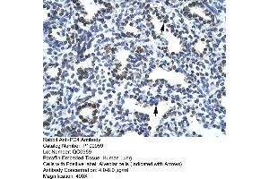 Human Lung (SUB1 antibody  (N-Term))
