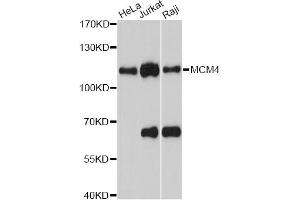 Western blot analysis of extracts of various cell lines, using MCM4 antibody. (MCM4 antibody)