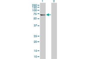 Western Blot analysis of TUBA8 expression in transfected 293T cell line by TUBA8 MaxPab polyclonal antibody. (TUBA8 antibody  (AA 1-449))